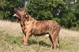 FILA BRASILEIRO 111